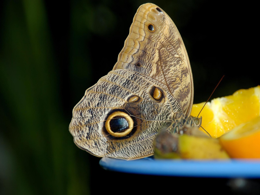 Бабочка с глазом