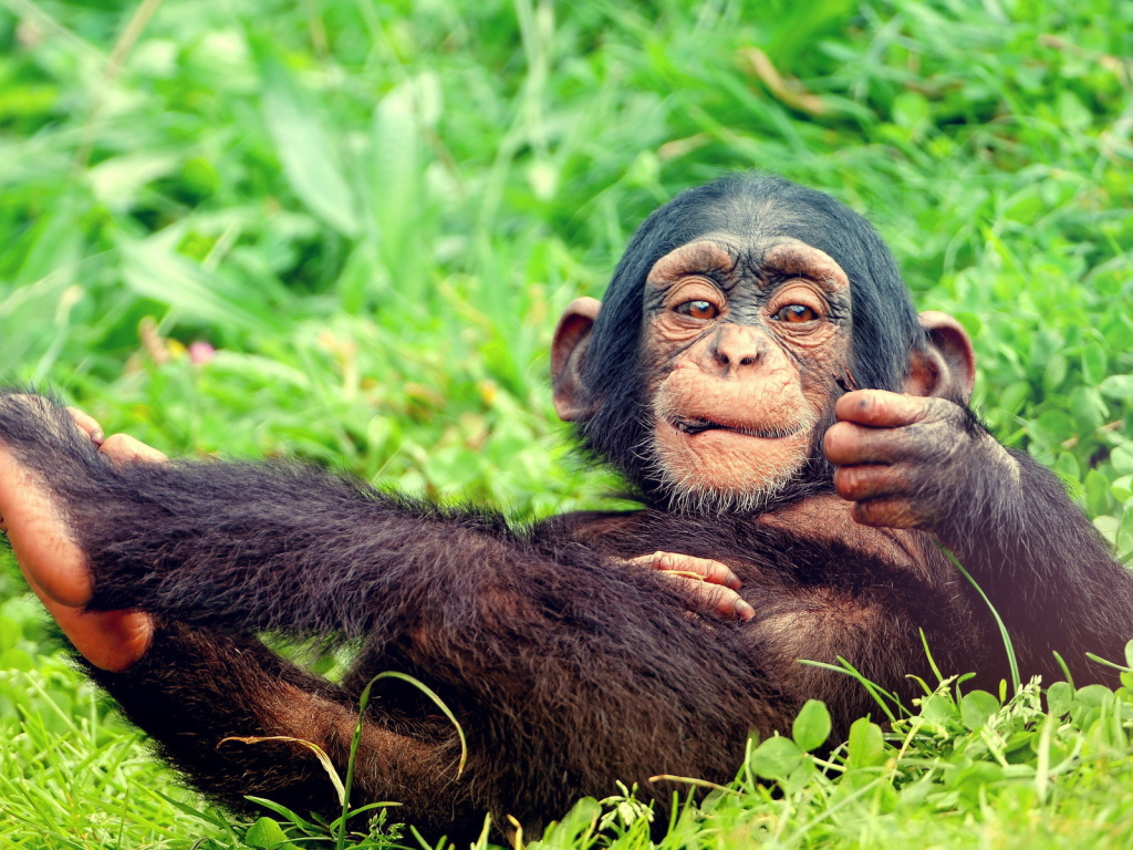 Мартышка на траве