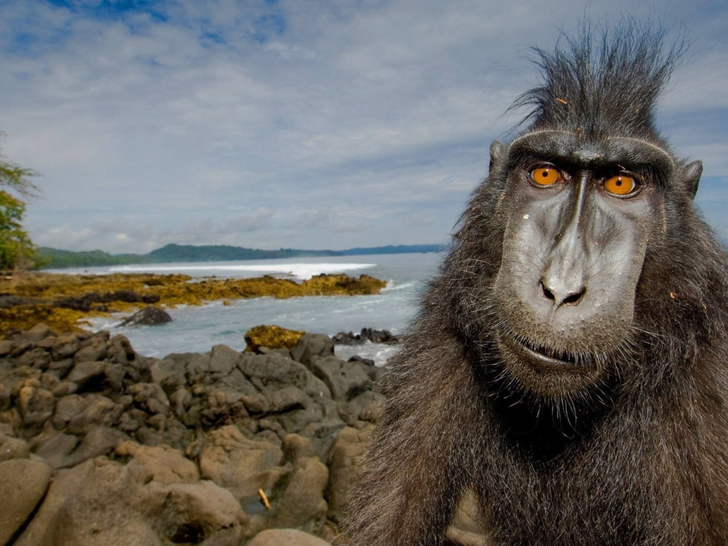 Обезьяна на побережье