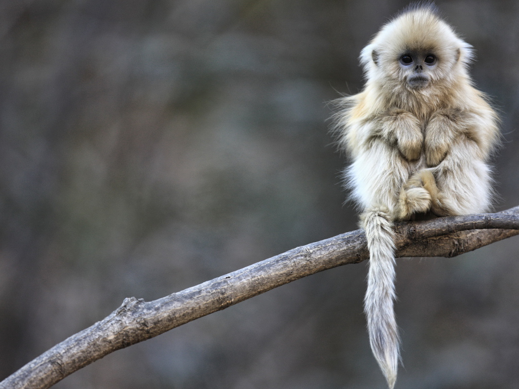 Маленькая обезьянка