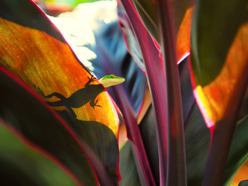 Ящерица на широких листьях