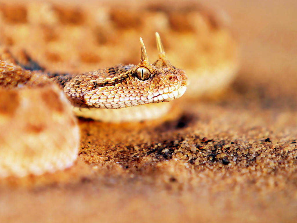 Sandy horned snake