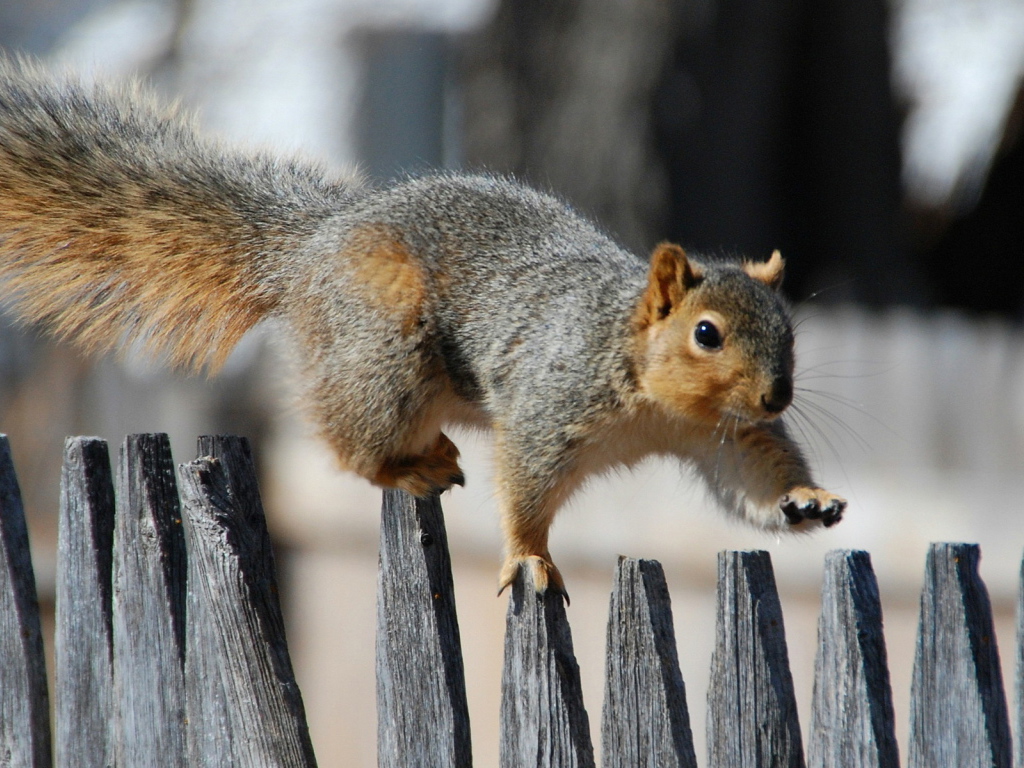 Белка на заборе