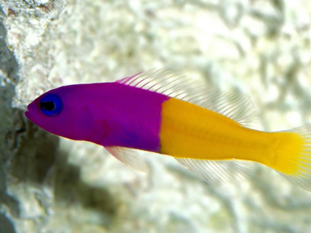 Радужная рыбка