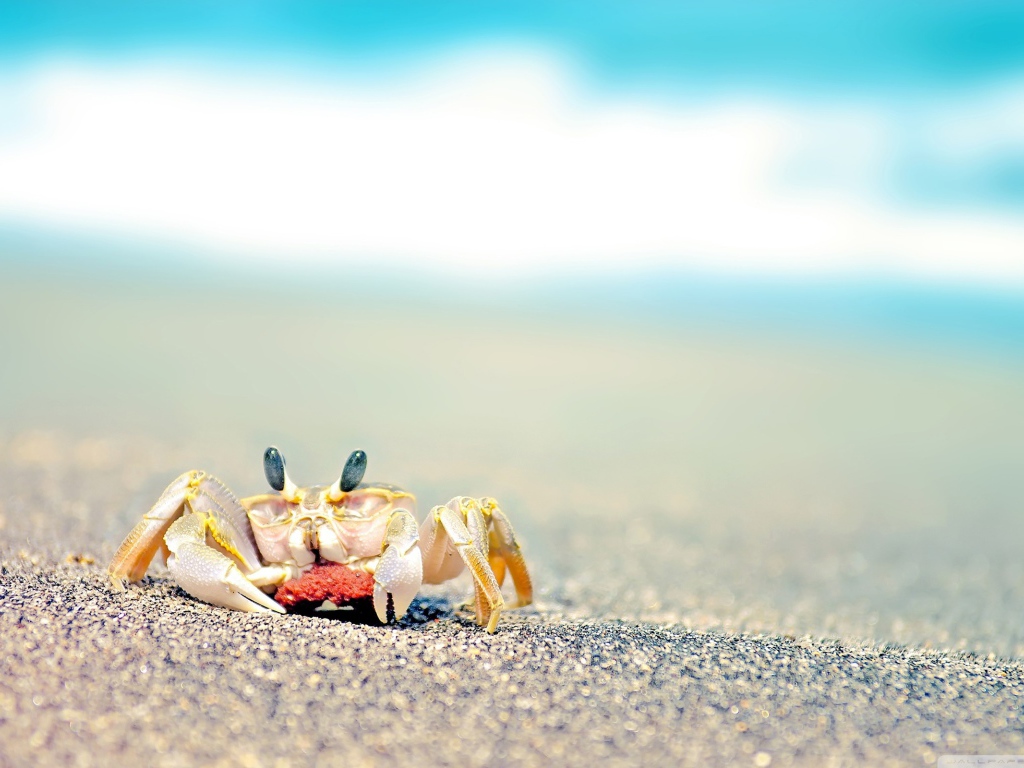 Маленький краб на пляже