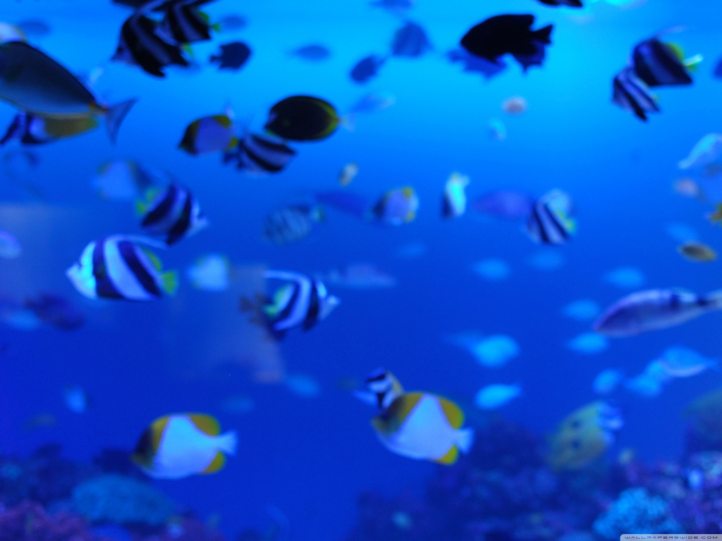 Подводная жизнь