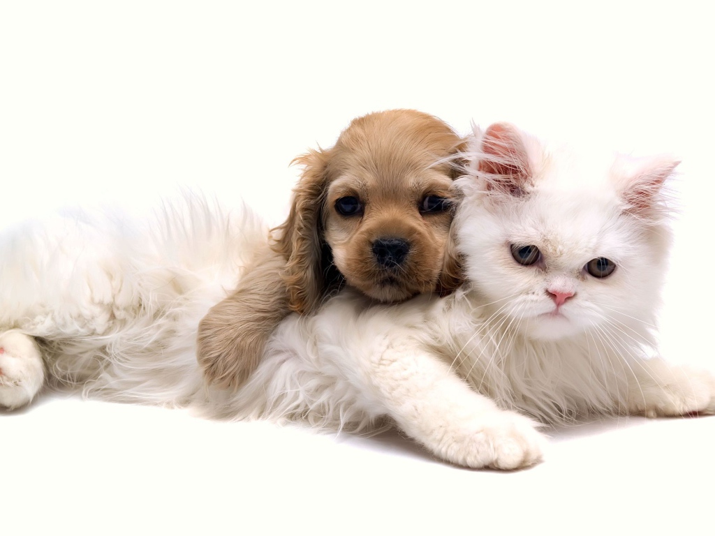 Белая кошка и щенок