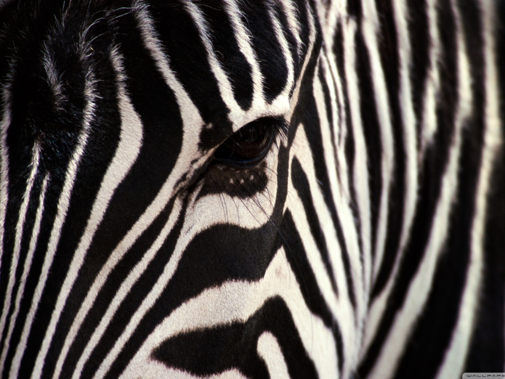 Взгляд зебры