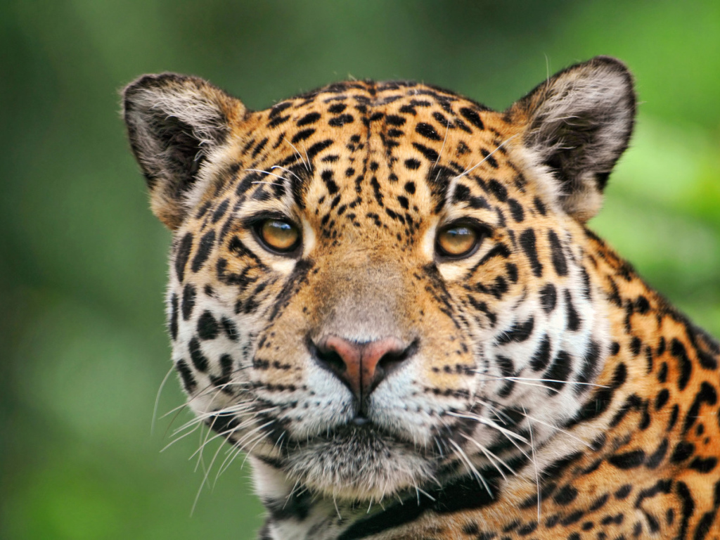 Неотразимый ягуар