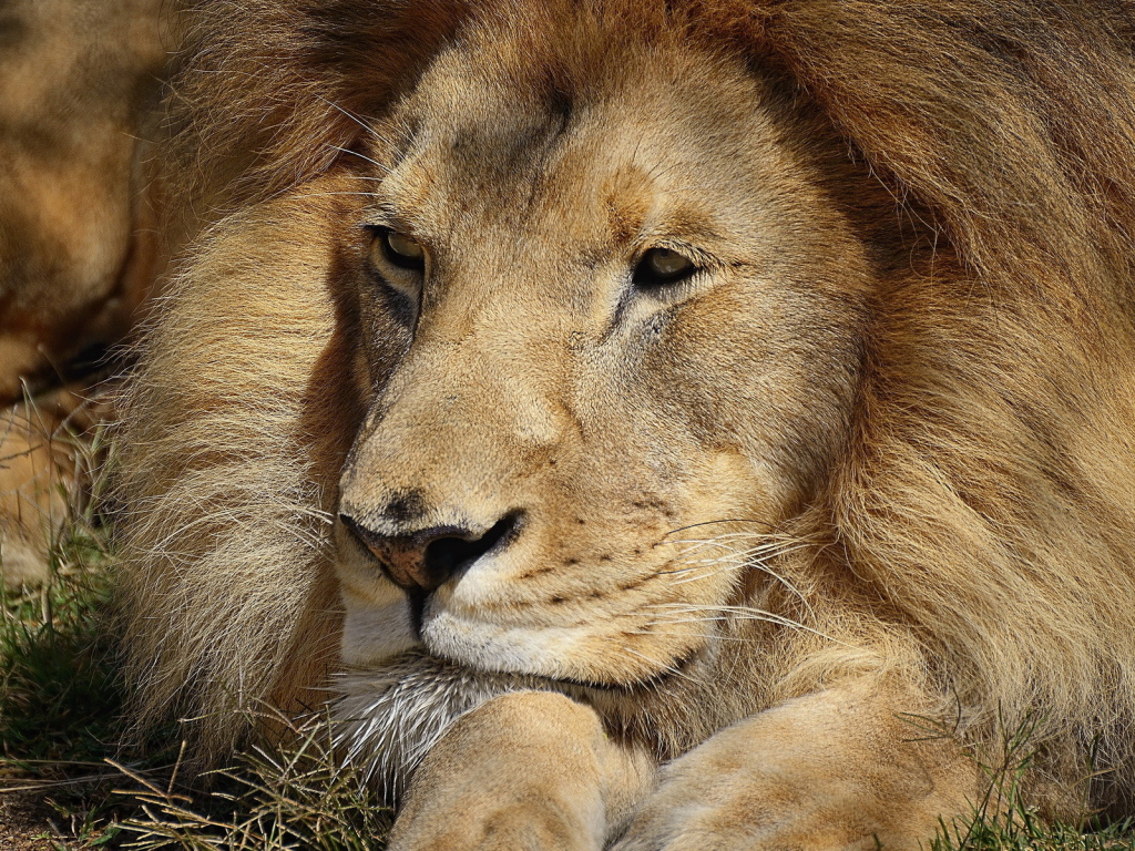 Царь зверей