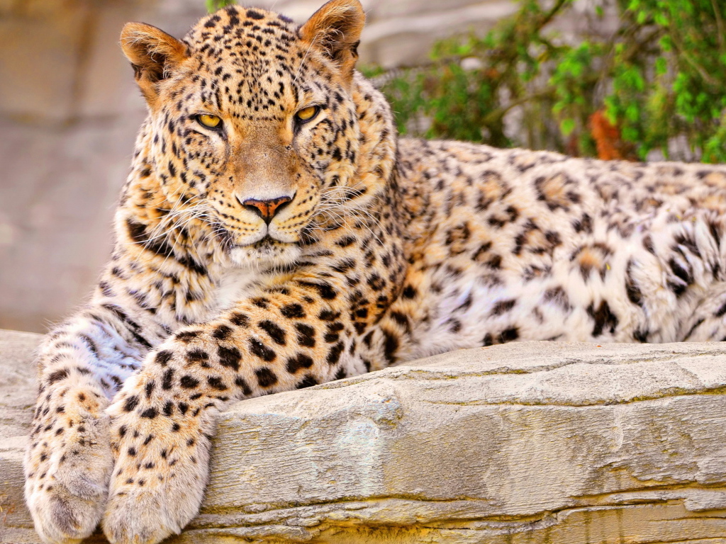 Леопард на камне