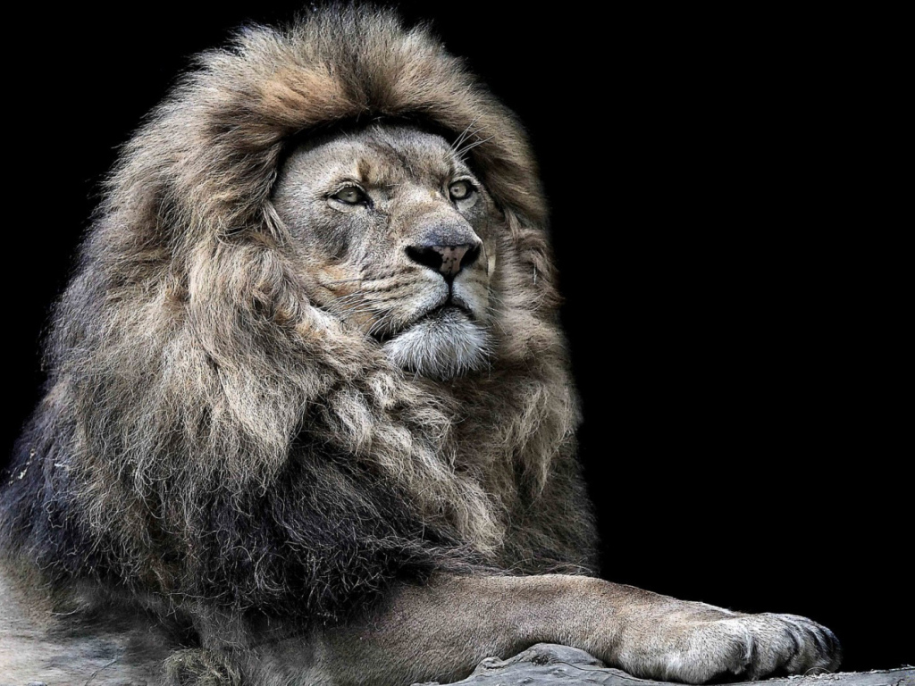 Лев - царь зверей