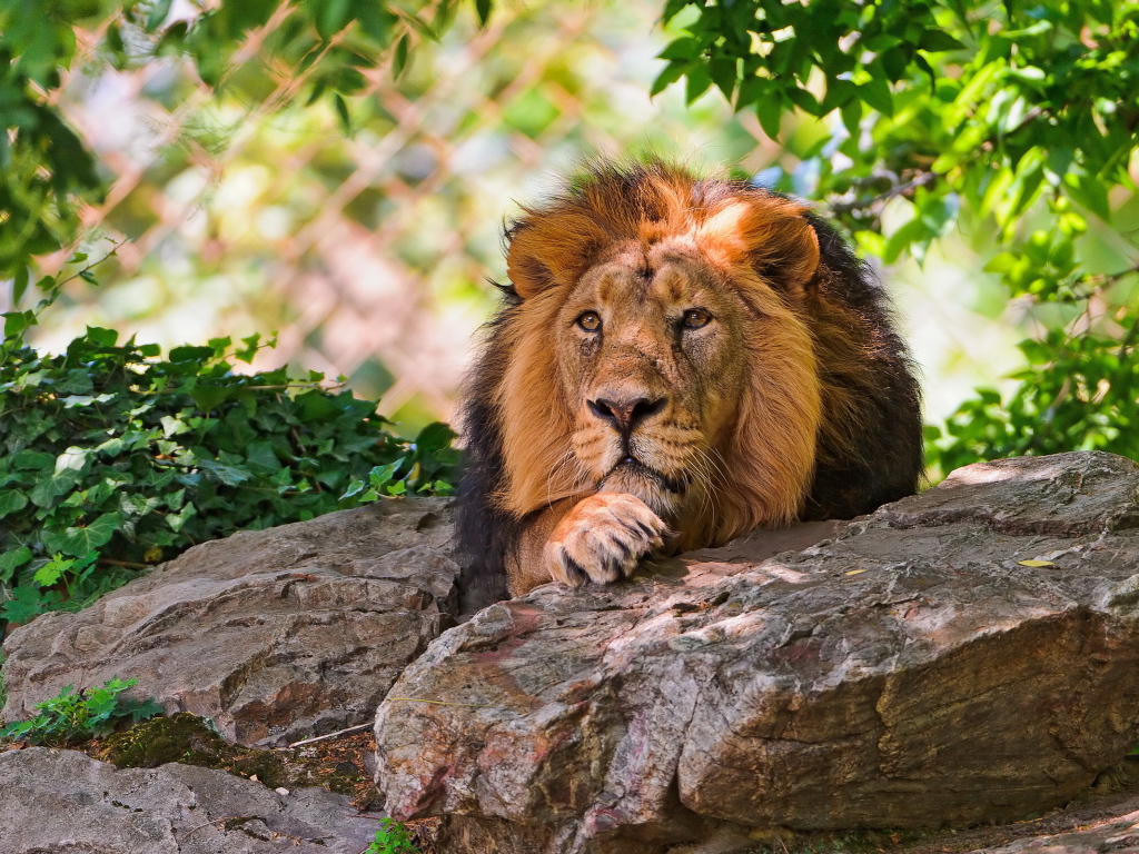 Лев за камнем