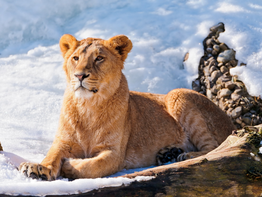 Львица на снегу