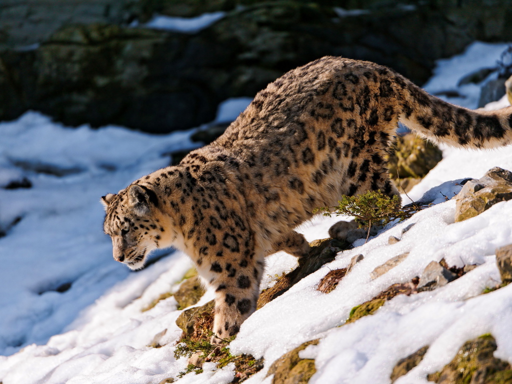 Хищная кошка