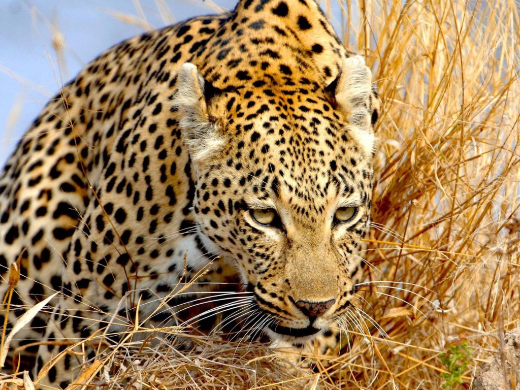 Крадущийся леопард