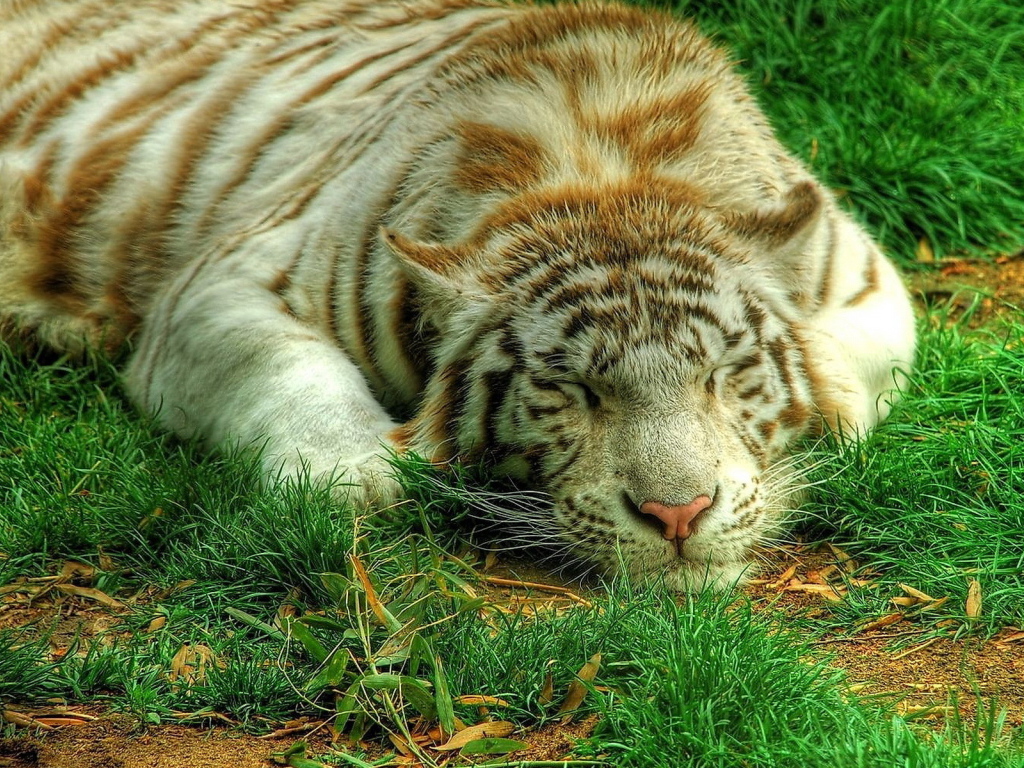 Белый тигр на траве