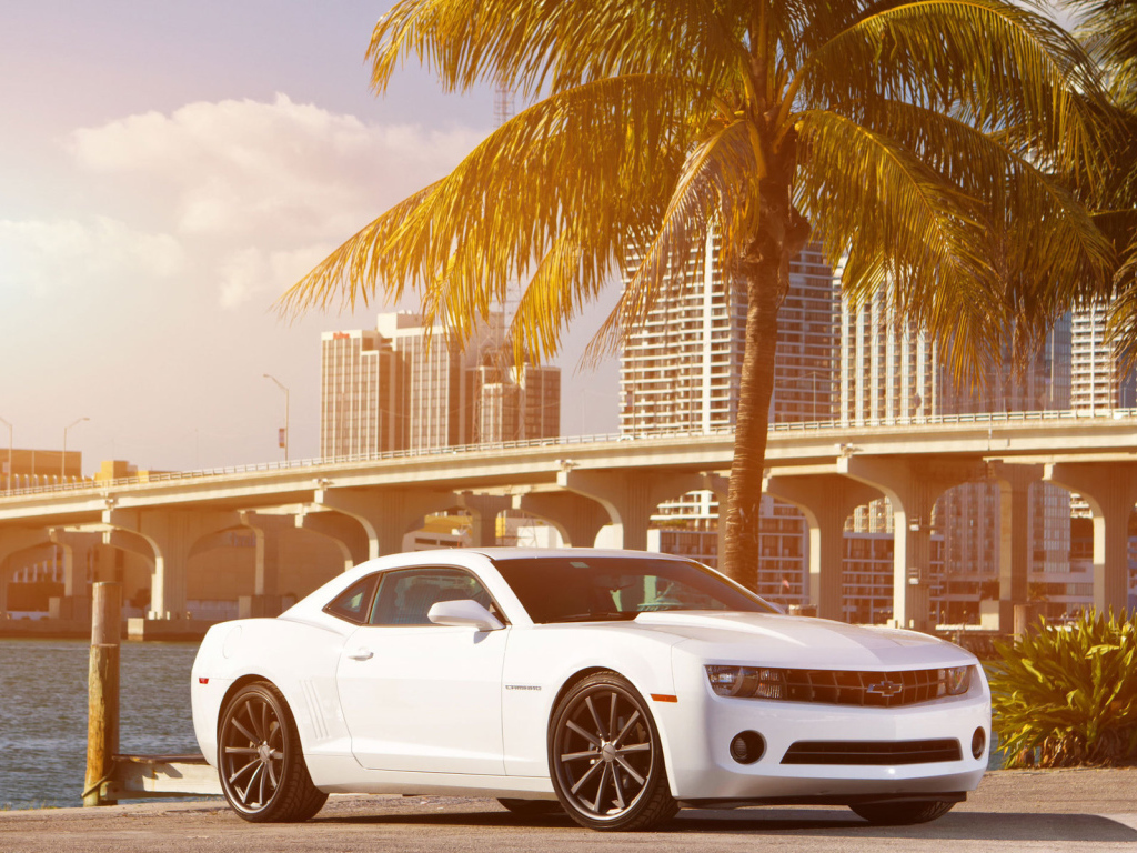 Chevrolet Camaro под пальмой