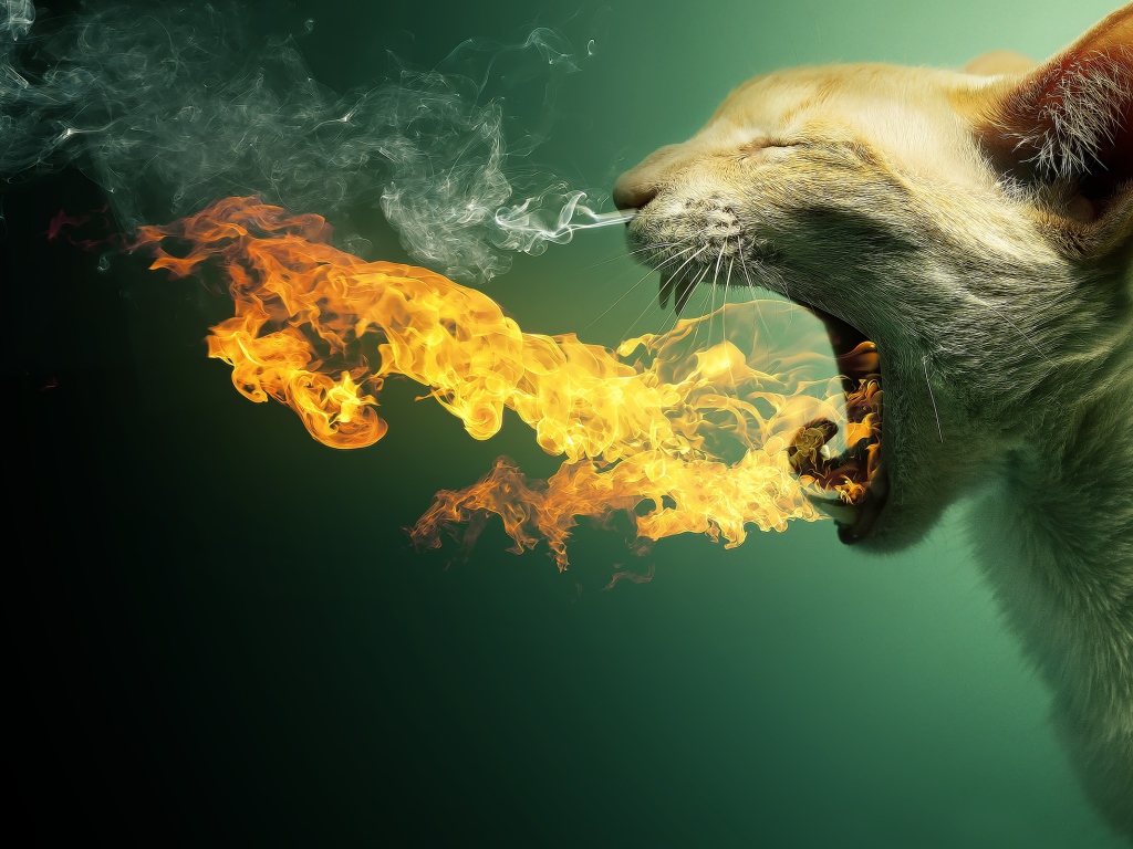 Кот в огне
