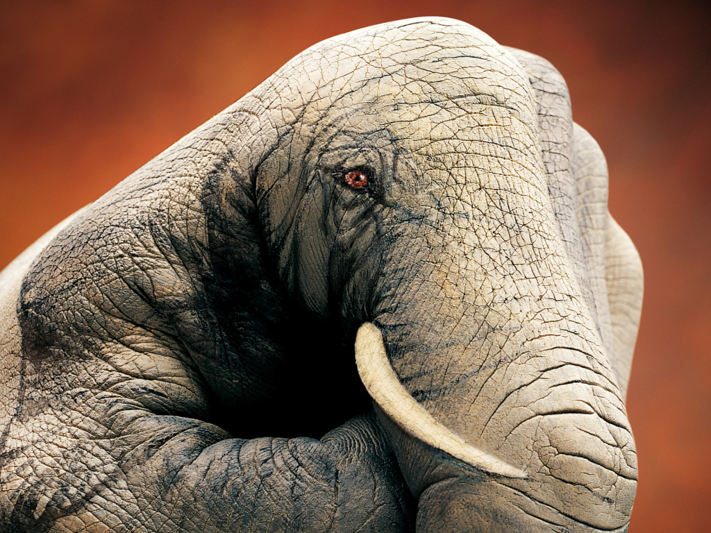 Слон ручной