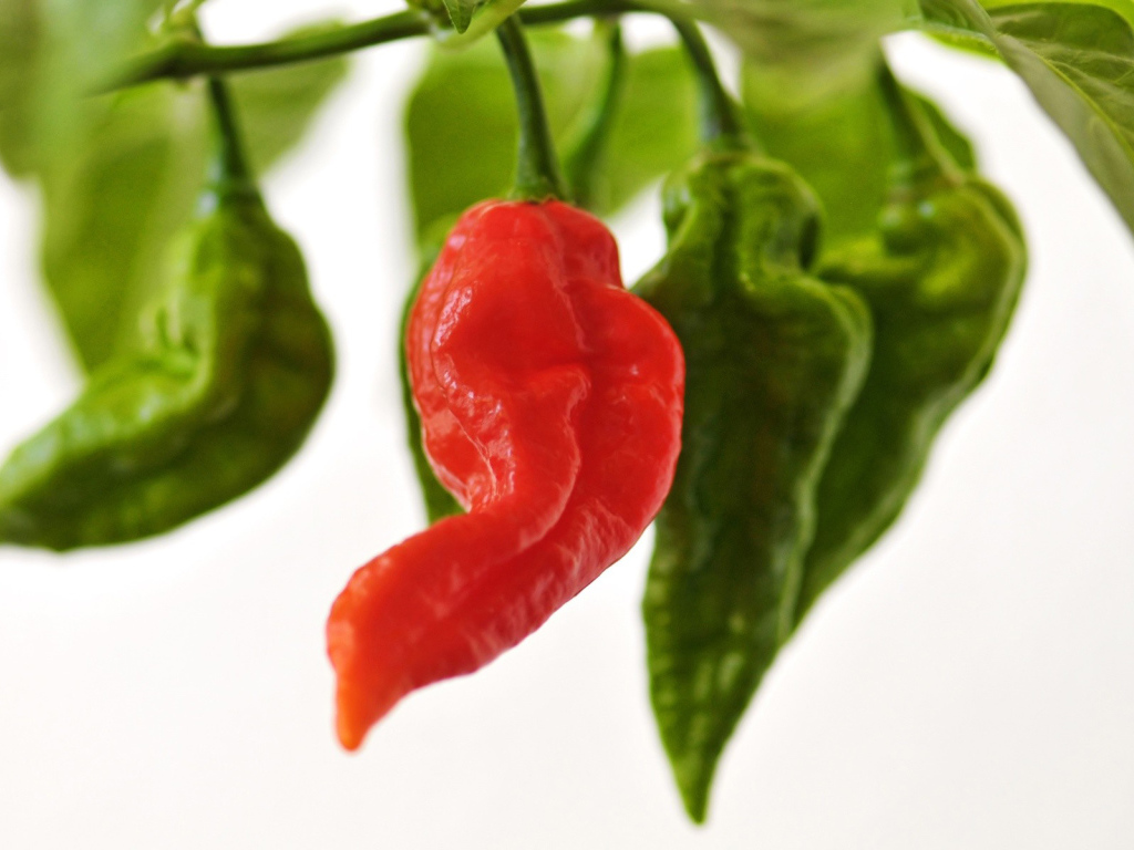 Красный перчик