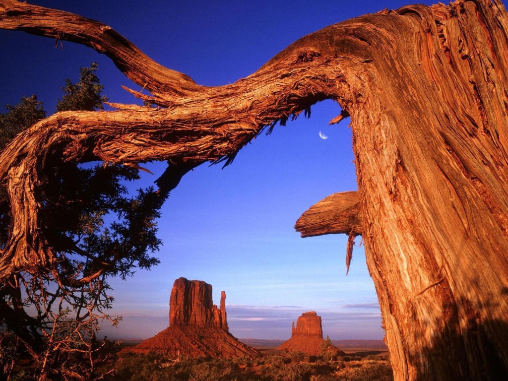 Старое дерево в пустыне