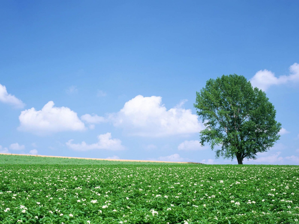 Дерево в цветочном поле