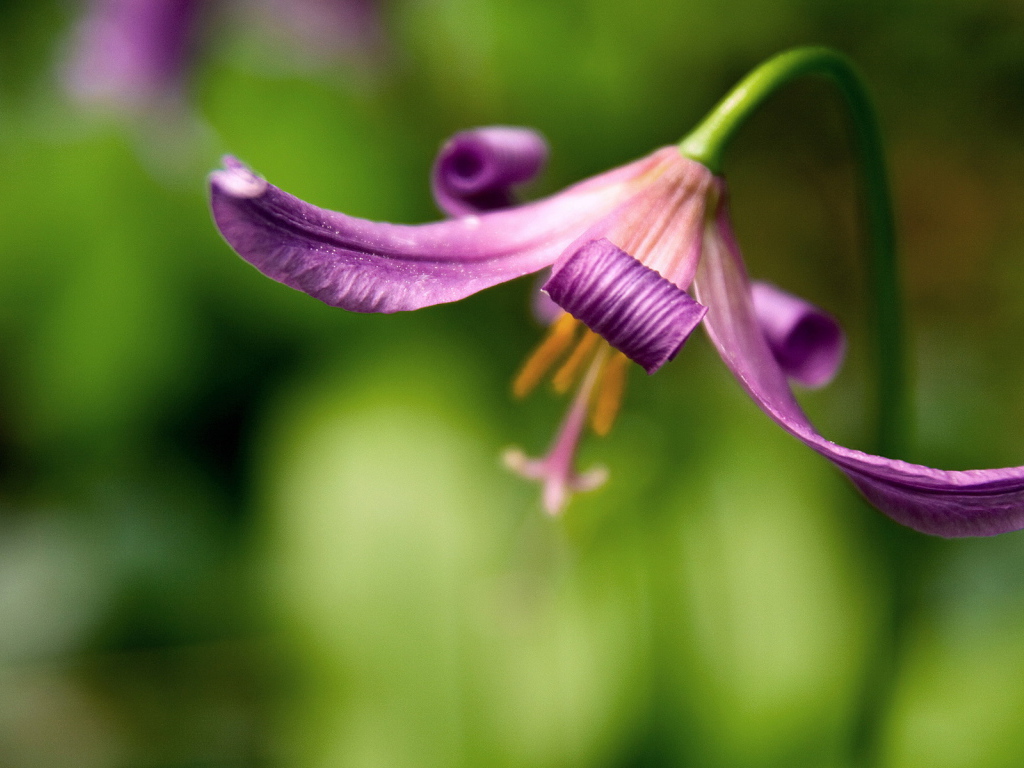 Красивый цветок