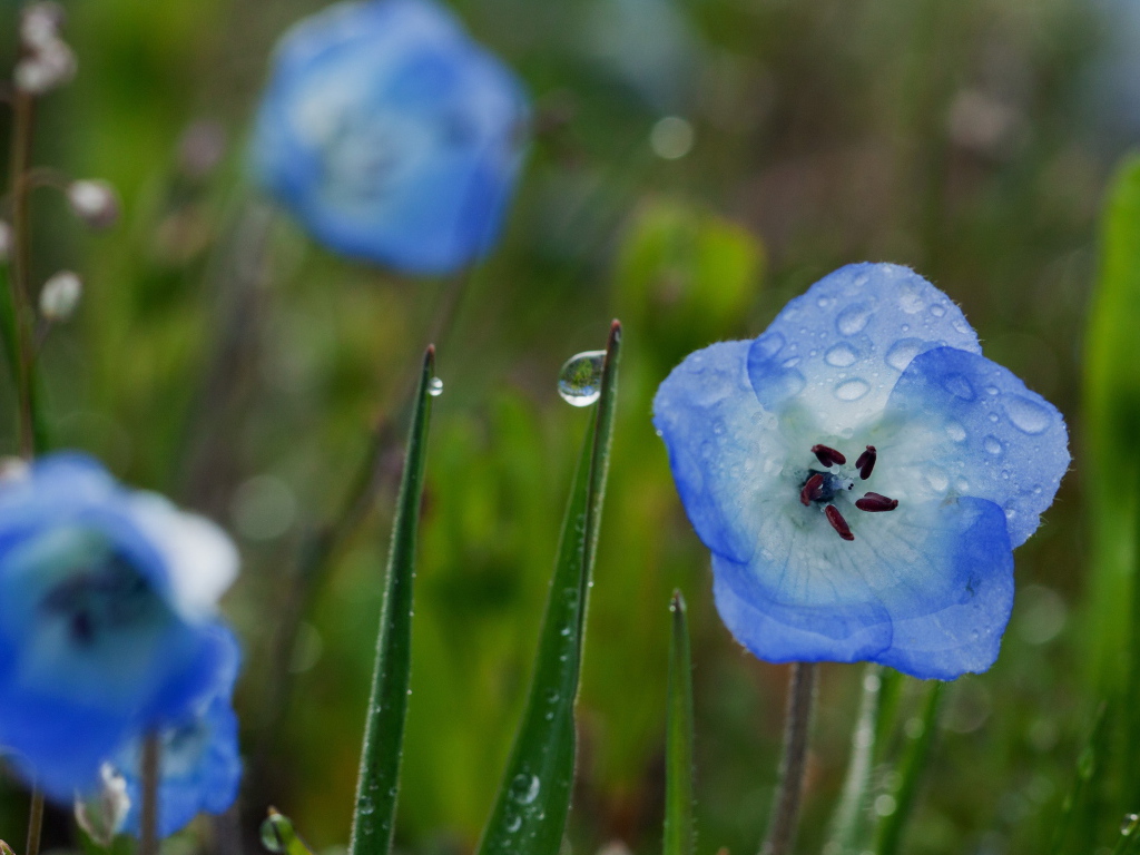Колокольчики в росе
