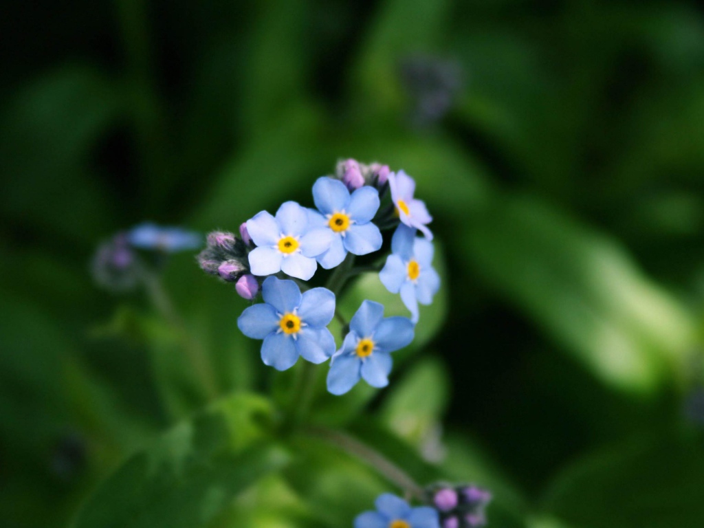 Голубой букет