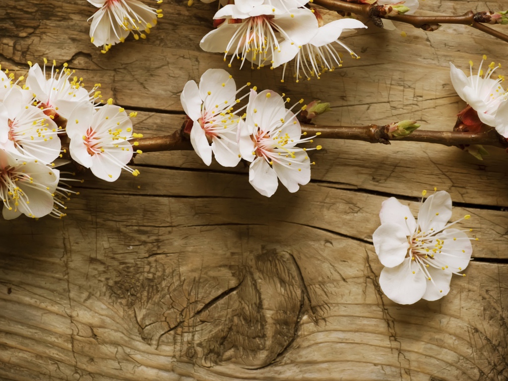 Цветки вишни