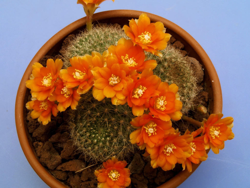 Кактус цветущий