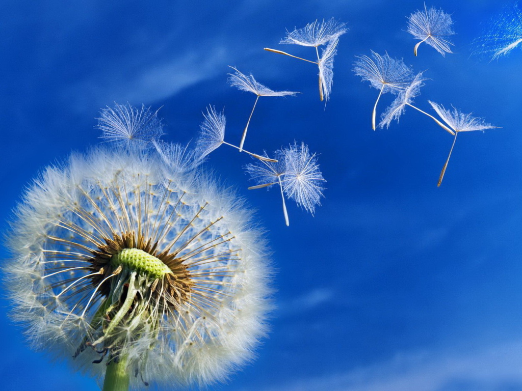 Пушистый одуванчик