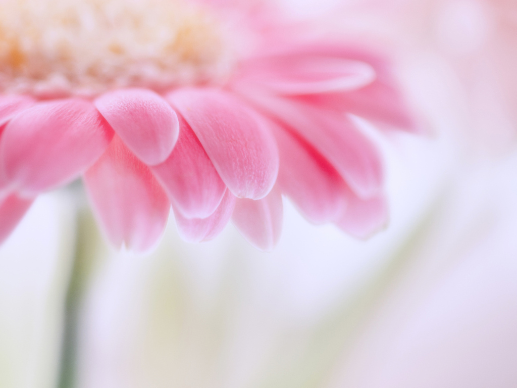 цветок Гербера