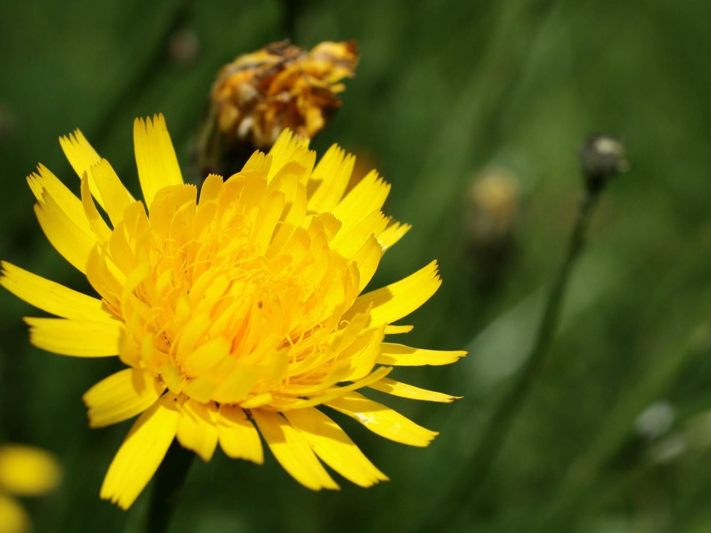 Золотой одуванчик