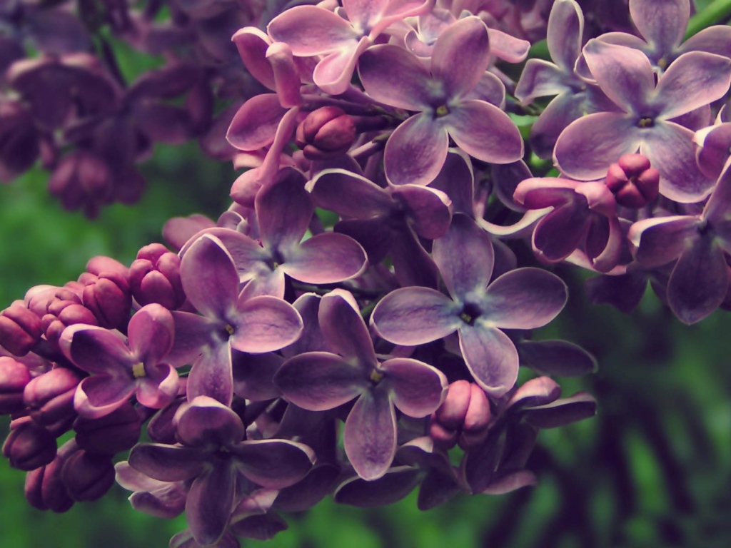 Куст сирени