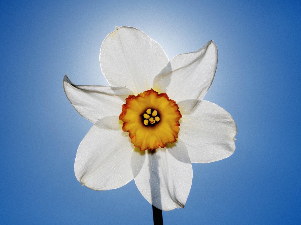 Нарцисс и небо