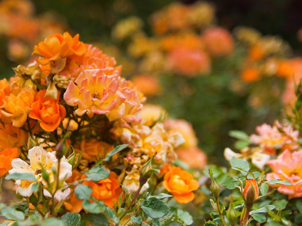 Оранжевые розы