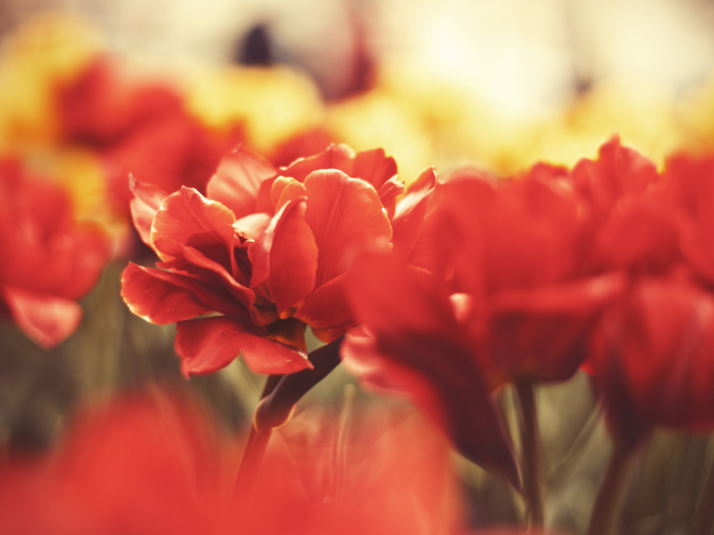 Красные маки