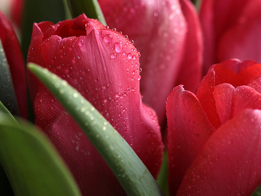 Красные тюльпаны