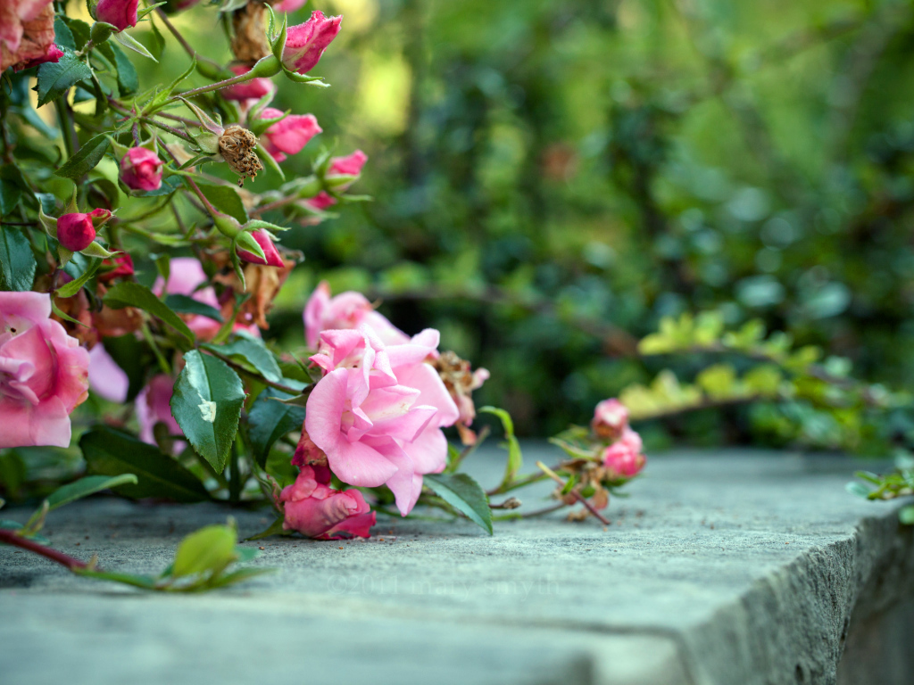 Розовый куст