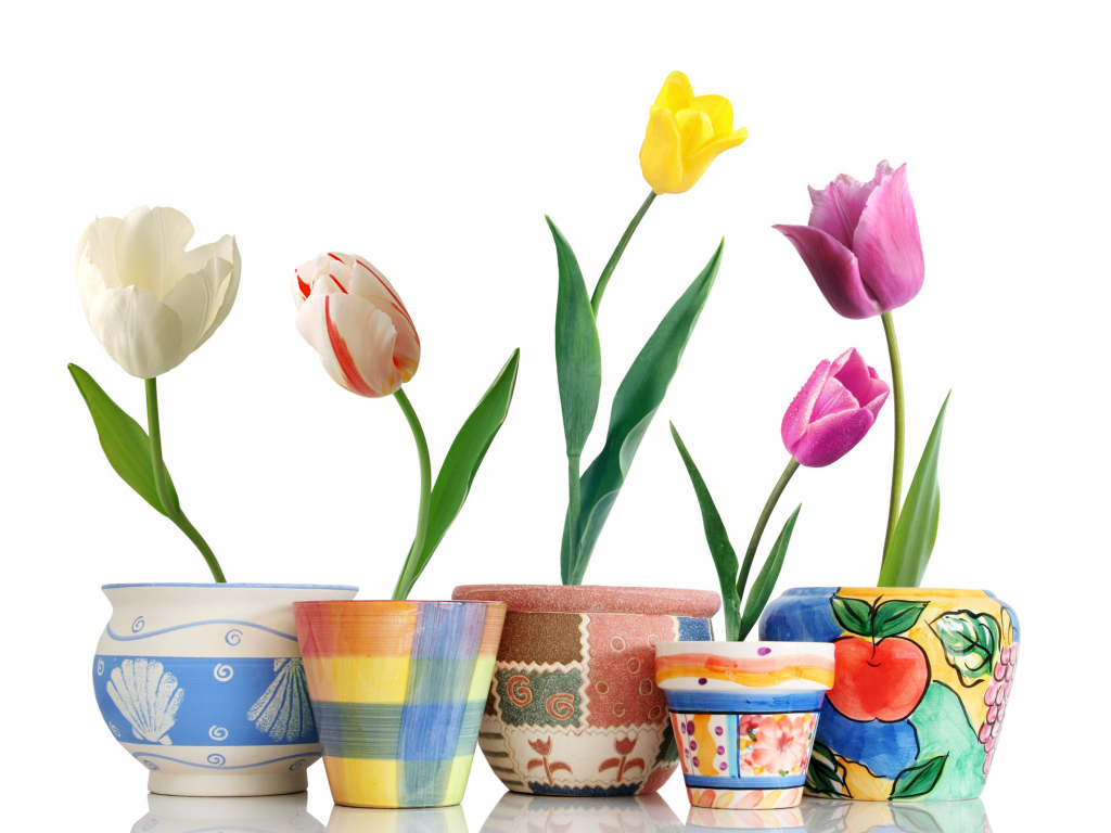 Тюльпаны в горшочках