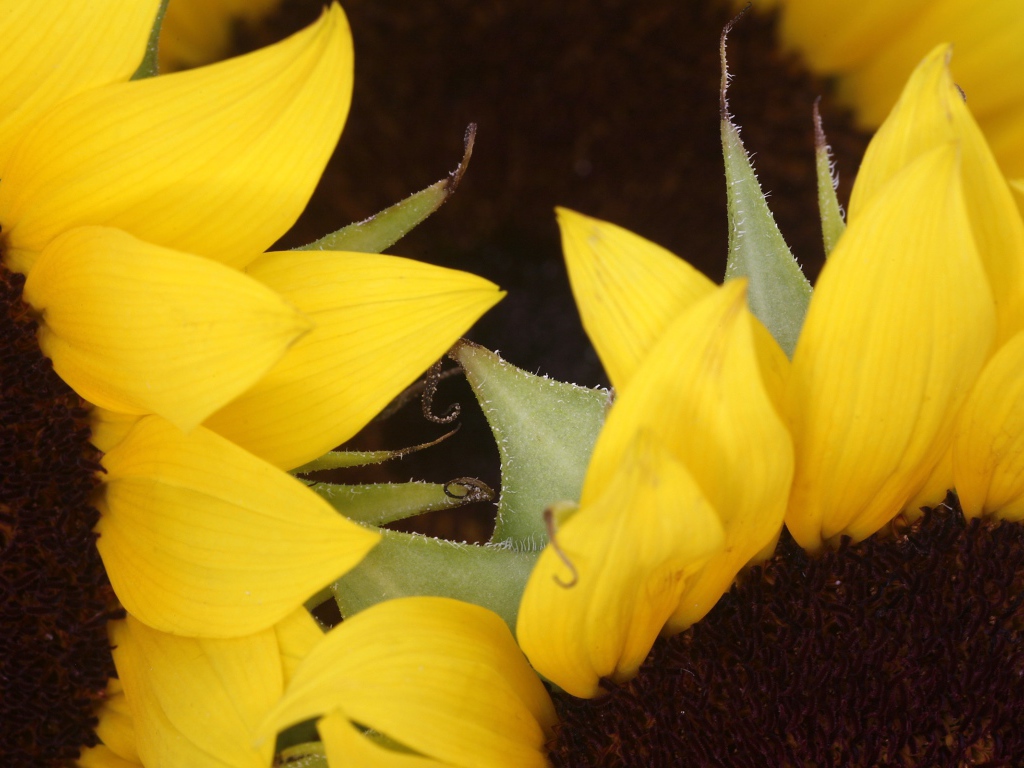 Два подсолнуха