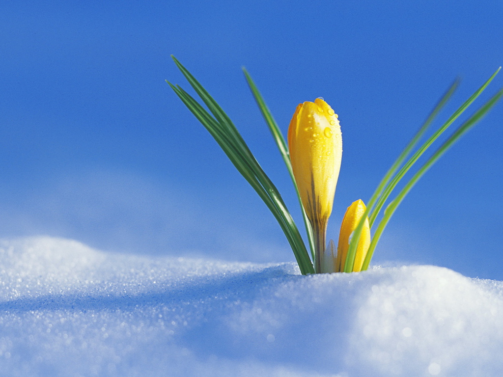 Желтый крокус