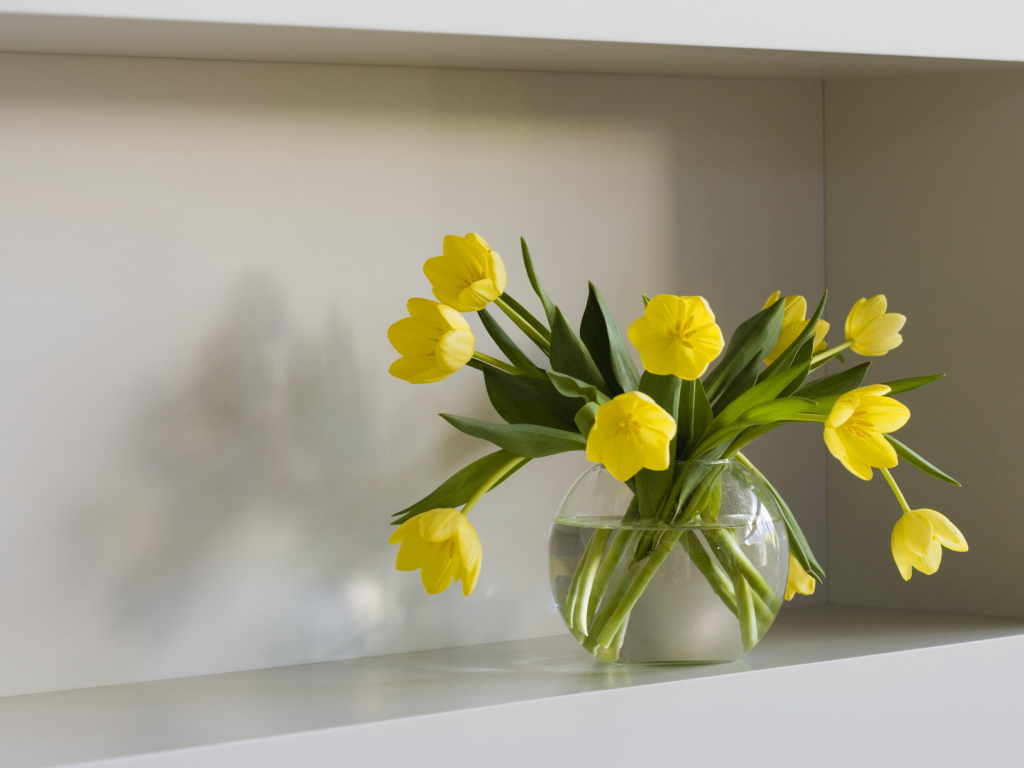 Желтые тюльпаны