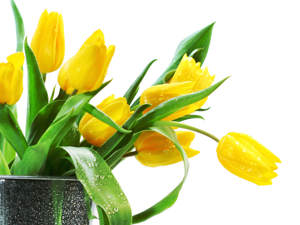 Желтые тюльпаны в вазе