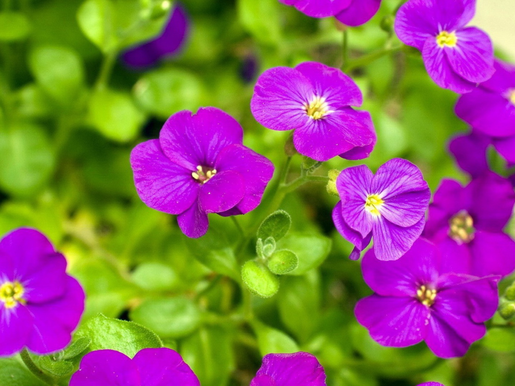 Яркие соцветия