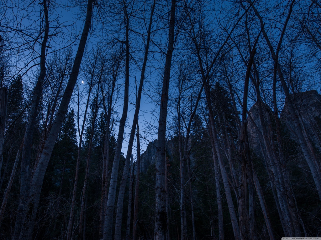 Наступление ночи в лесу