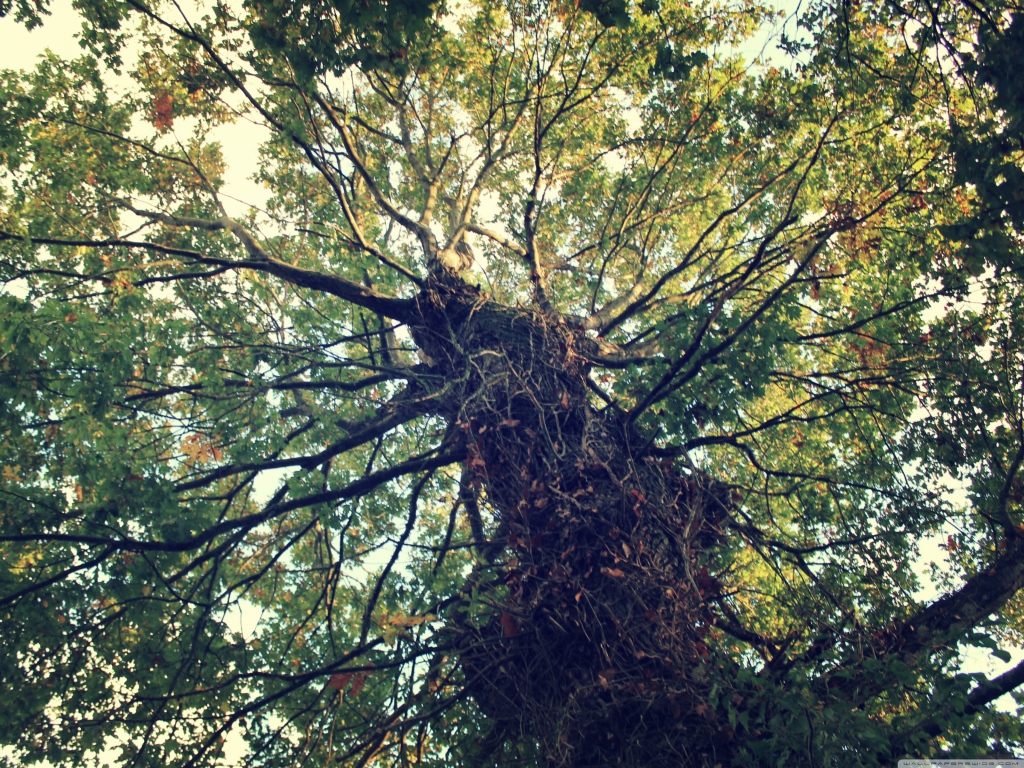 Крепкое дерево