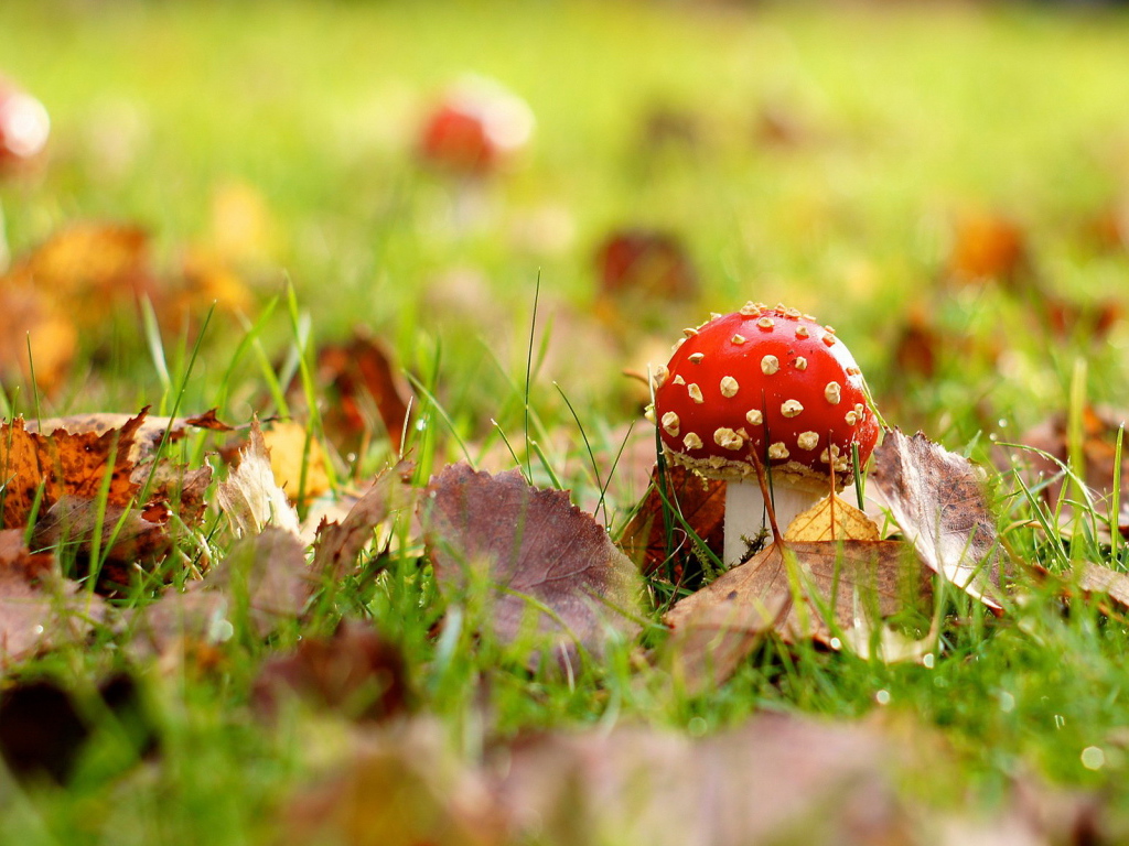 Мухомор на поляне